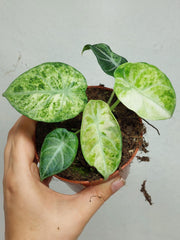 Alocasia Ninja Tricolor