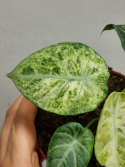 Alocasia Ninja Tricolor
