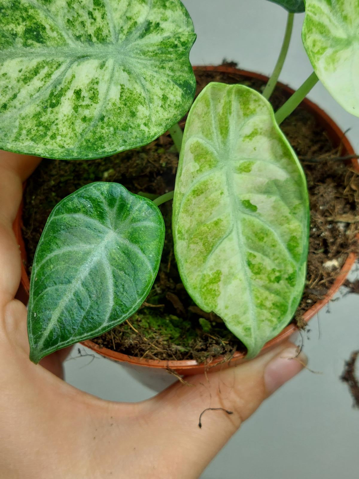 Alocasia Ninja Tricolor