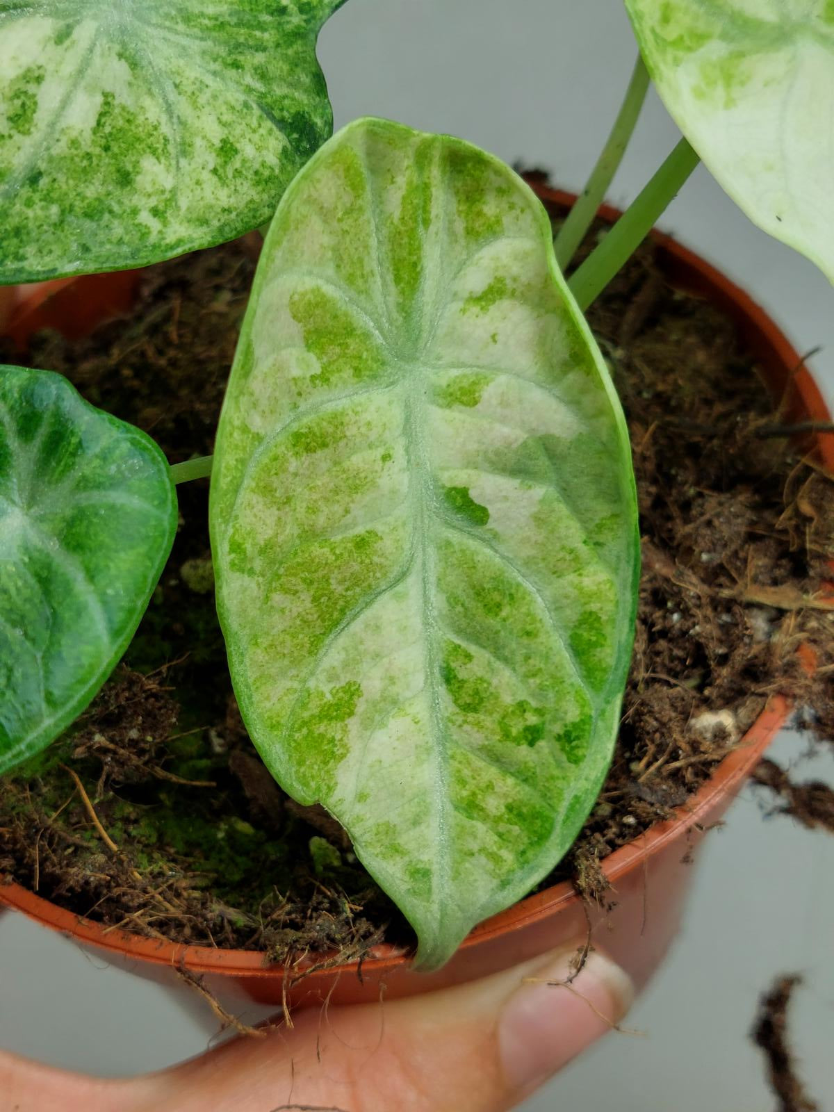 Alocasia Ninja Tricolor