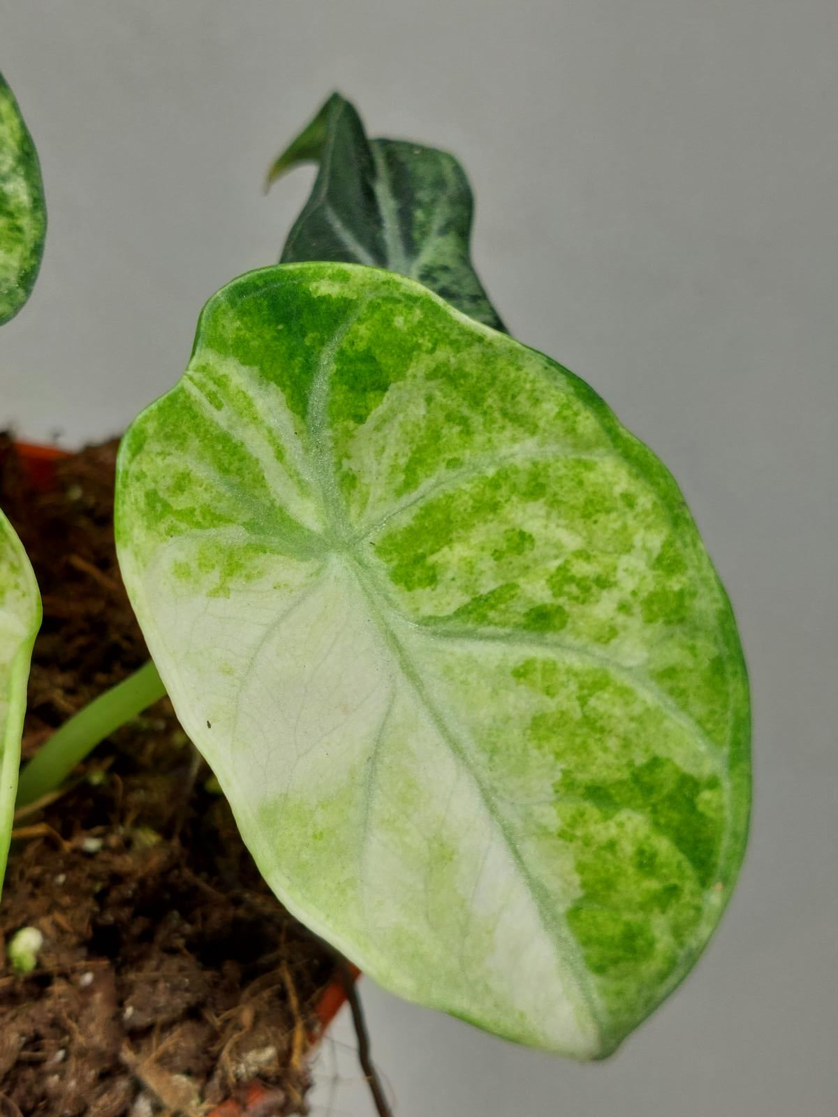 Alocasia Ninja Tricolor