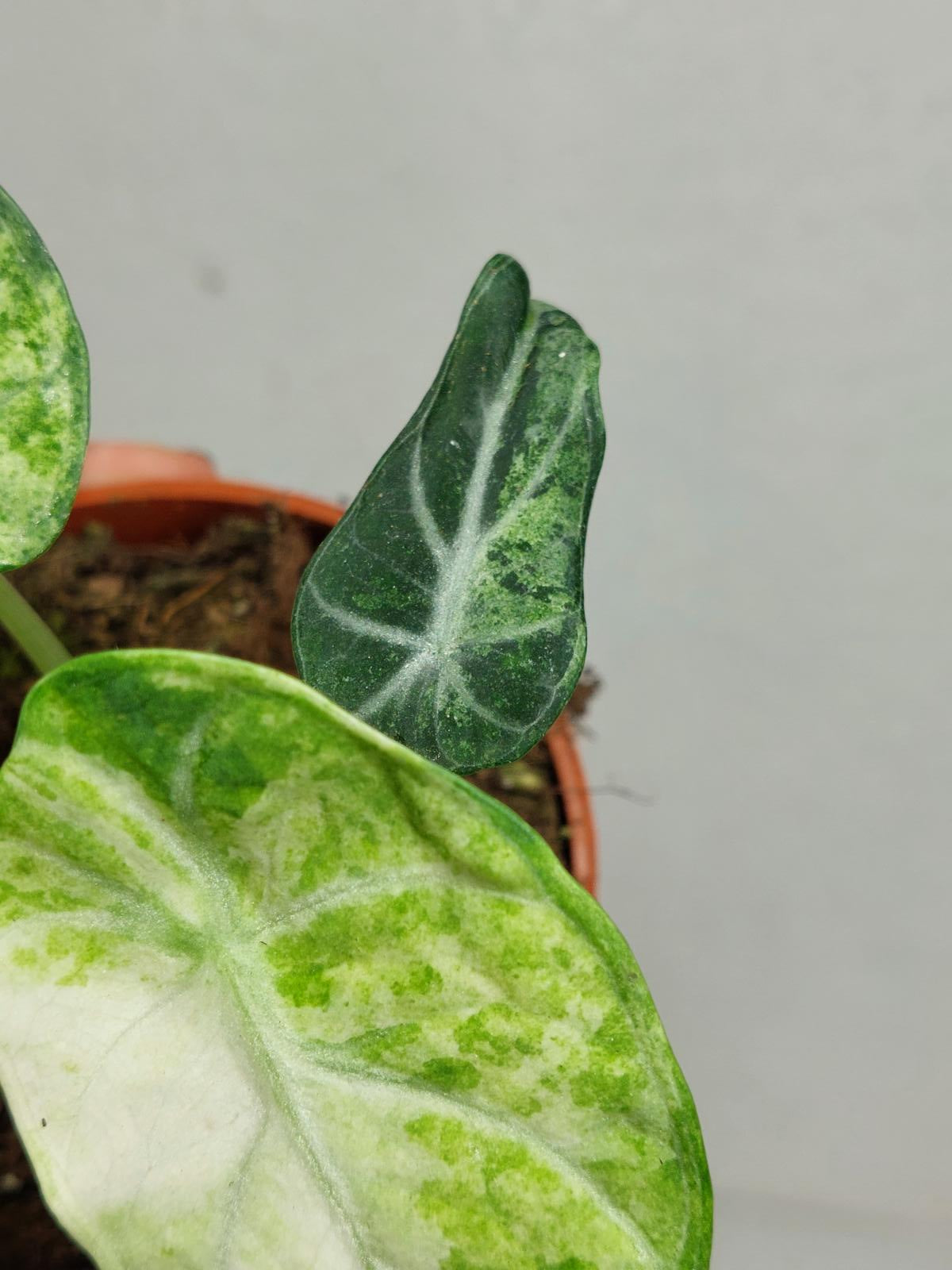 Alocasia Ninja Tricolor