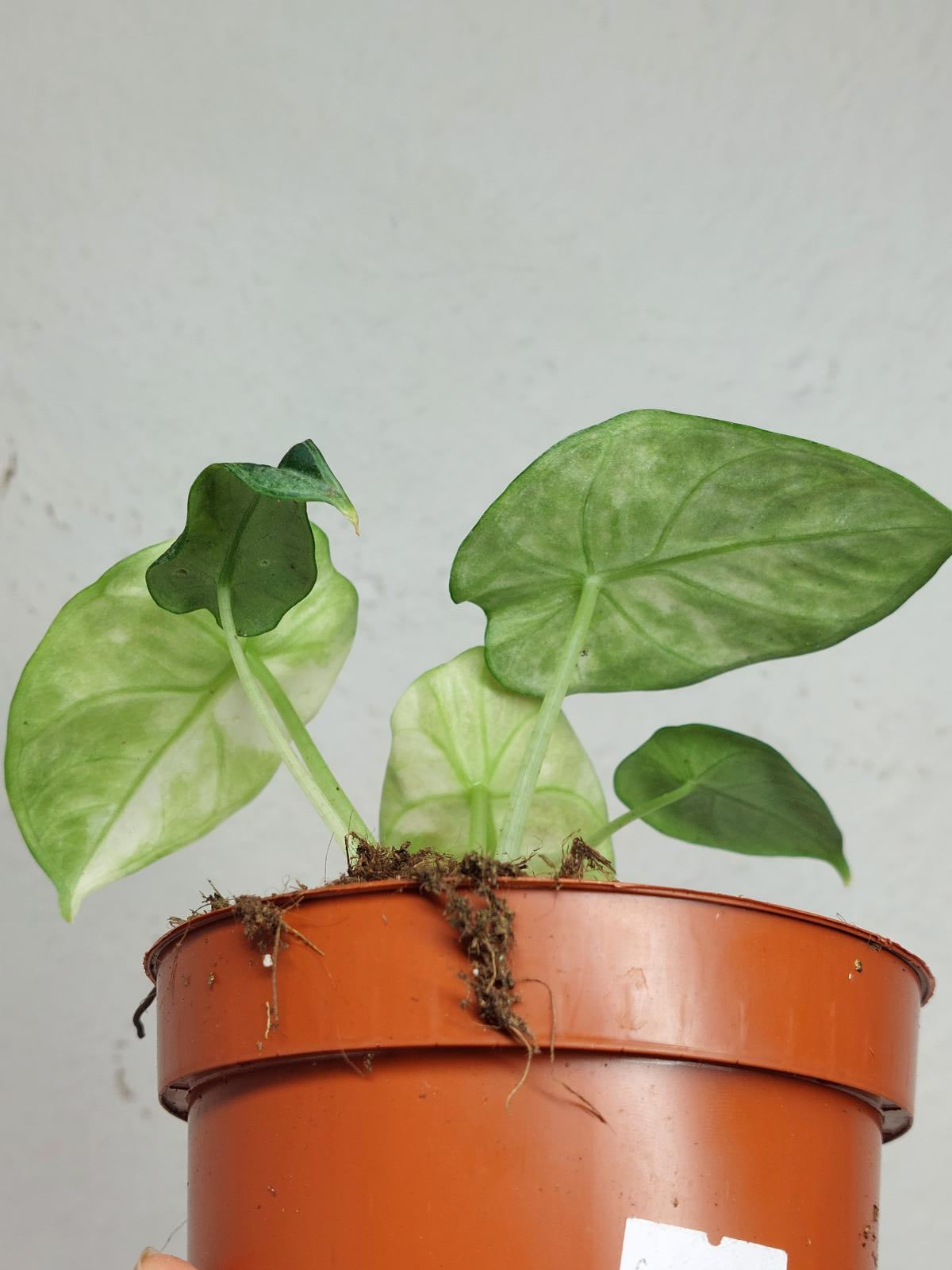 Alocasia Ninja Tricolor