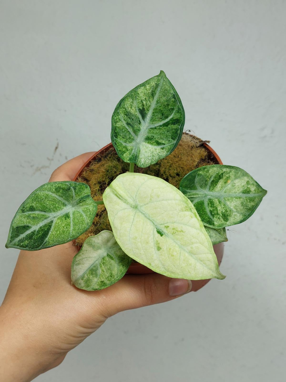 Alocasia Ninja Tricolor