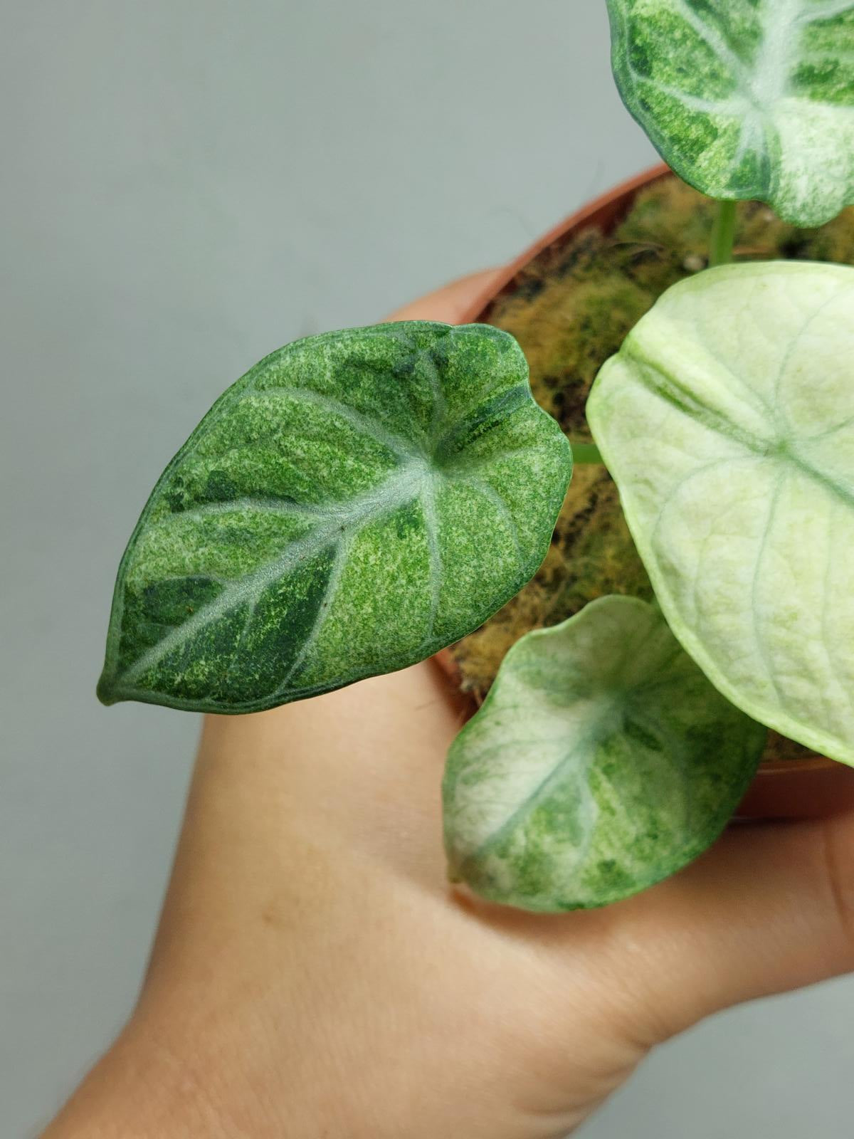 Alocasia Ninja Tricolor