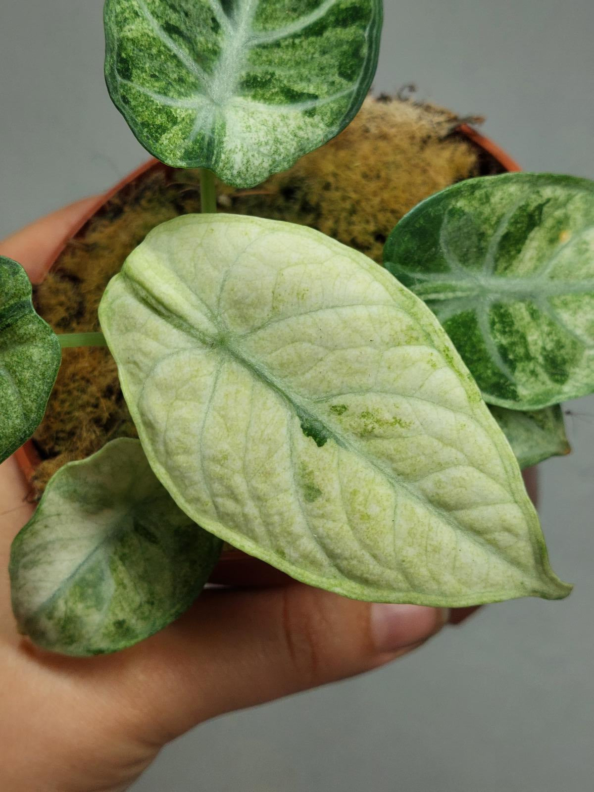 Alocasia Ninja Tricolor