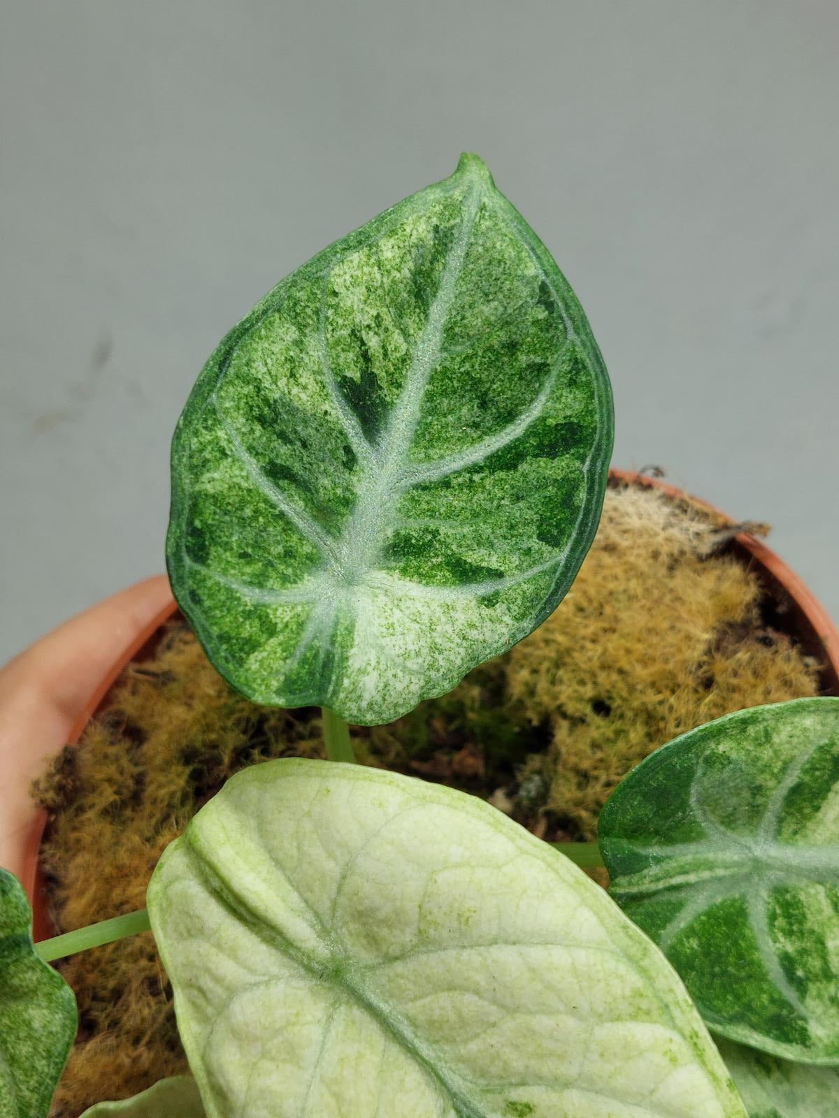 Alocasia Ninja Tricolor