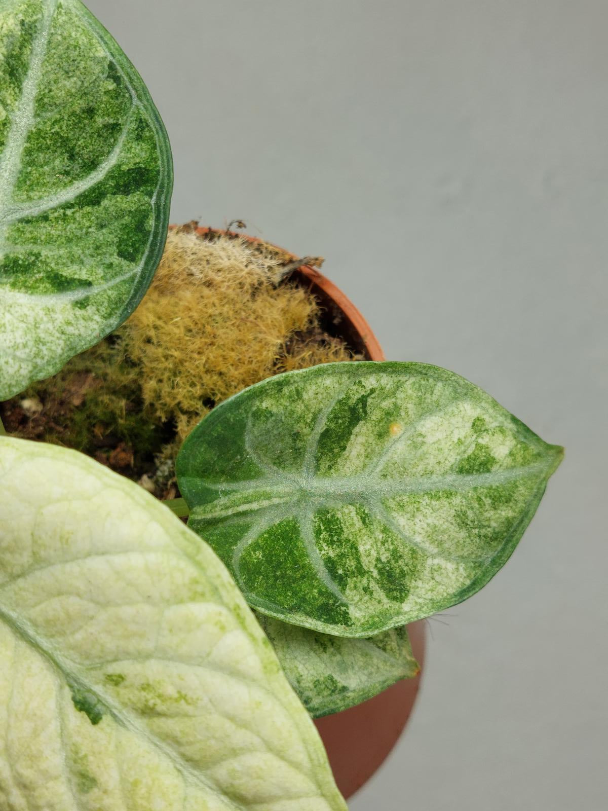 Alocasia Ninja Tricolor