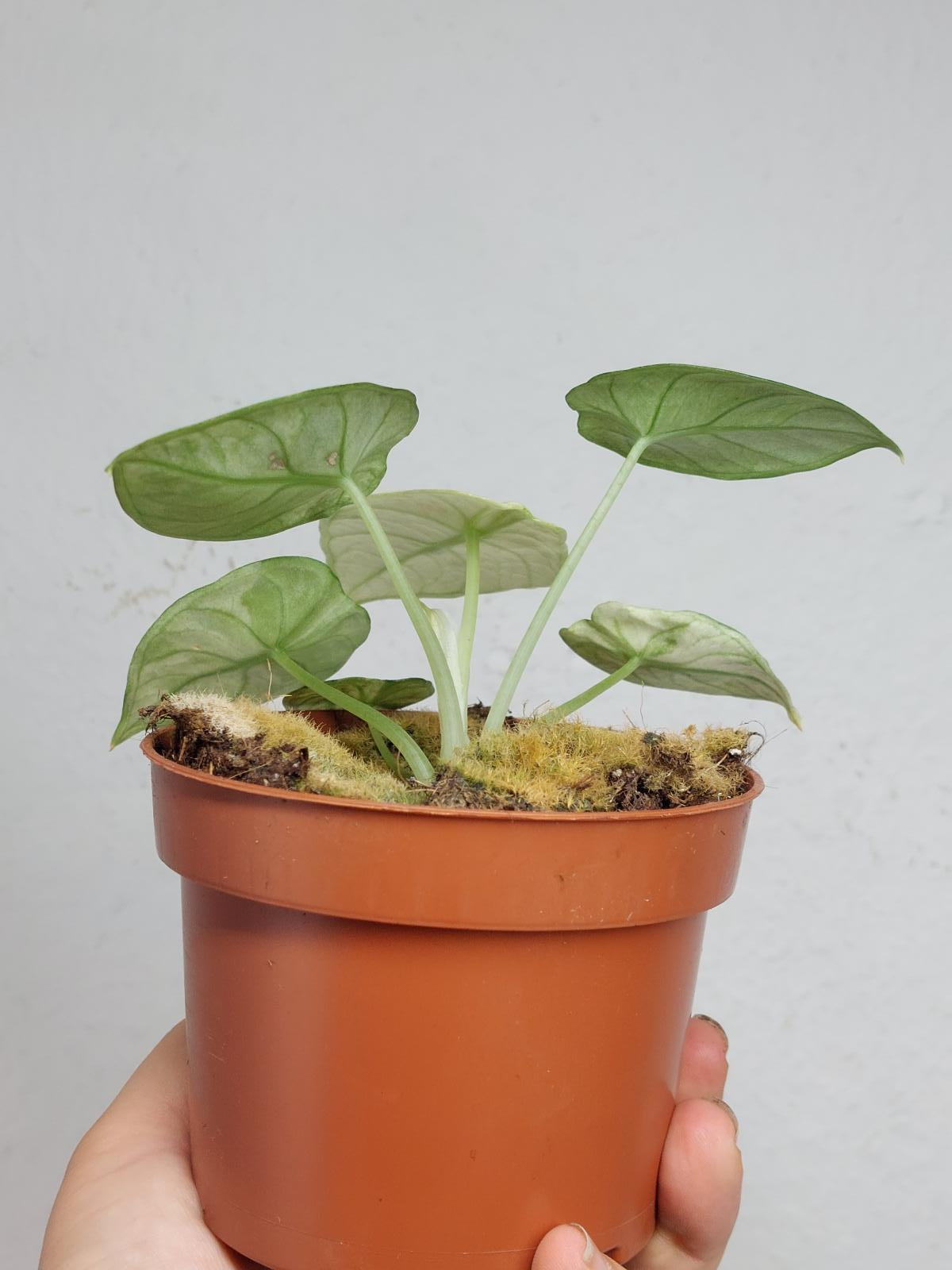 Alocasia Ninja Tricolor