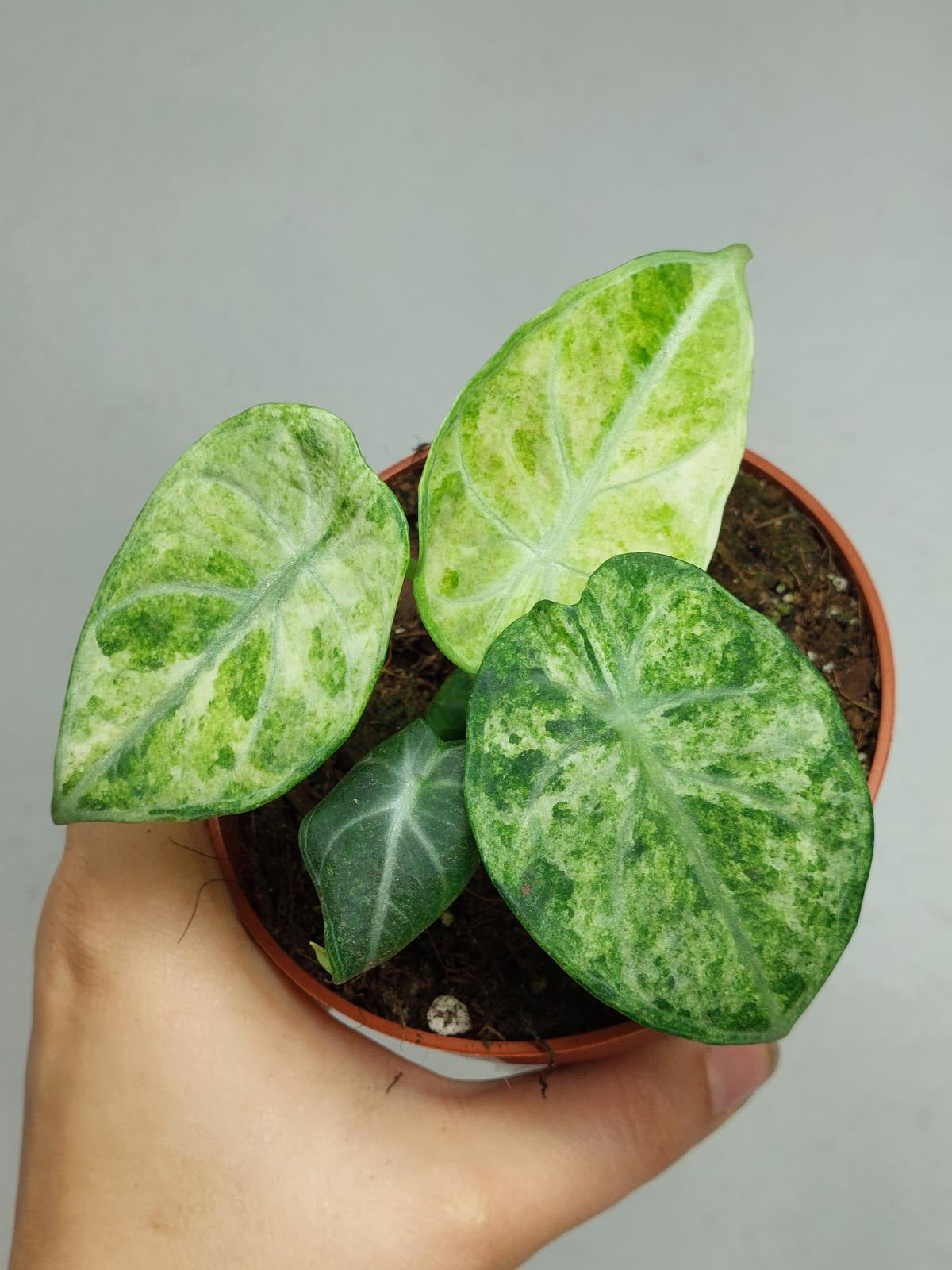 Alocasia Ninja Tricolor