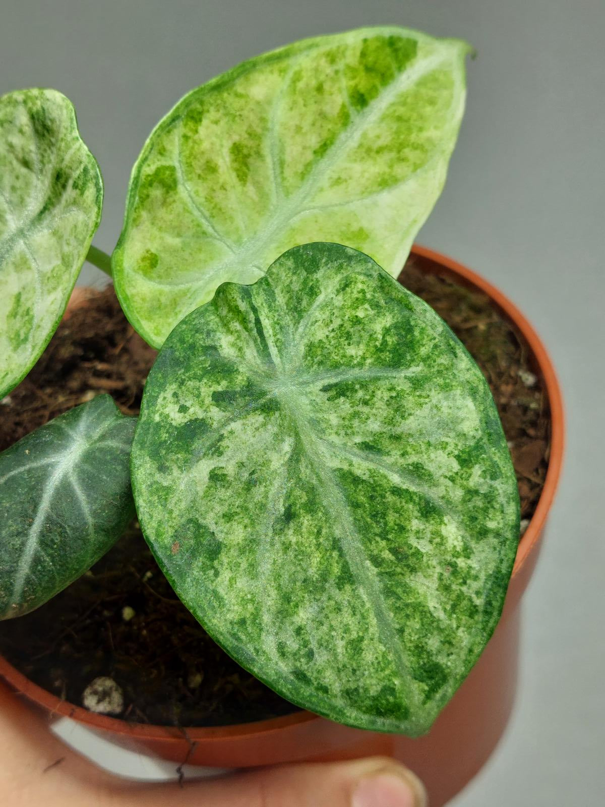 Alocasia Ninja Tricolor