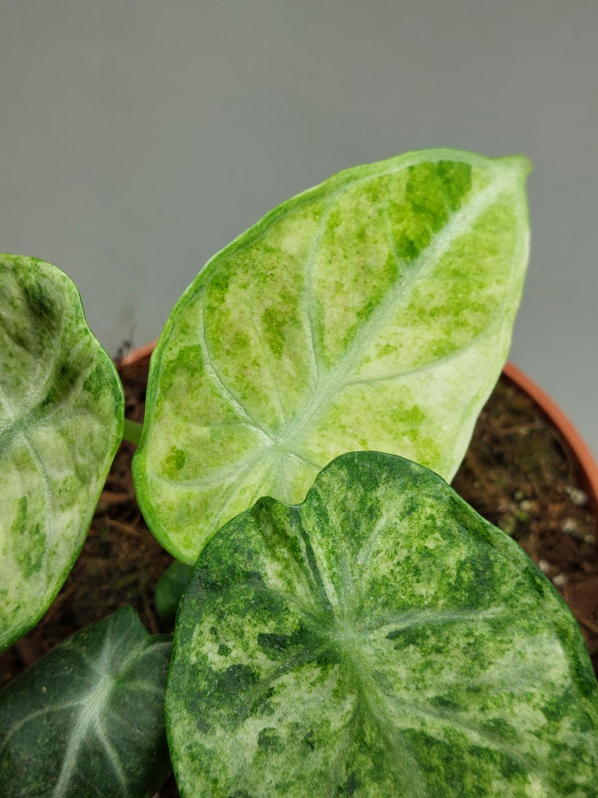 Alocasia Ninja Tricolor
