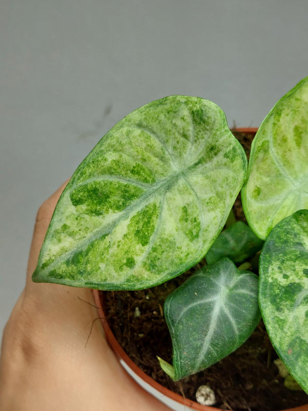 Alocasia Ninja Tricolor
