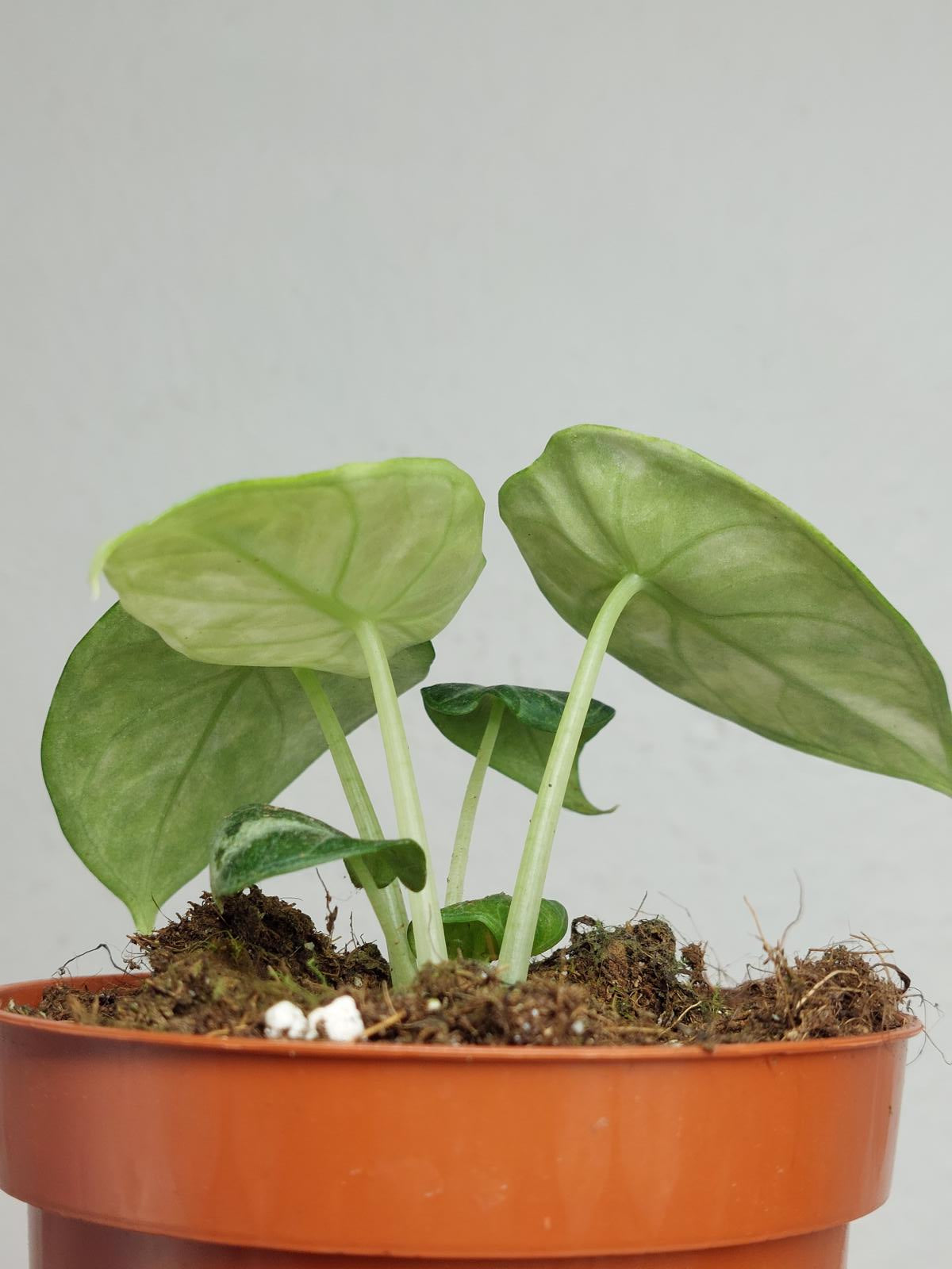 Alocasia Ninja Tricolor