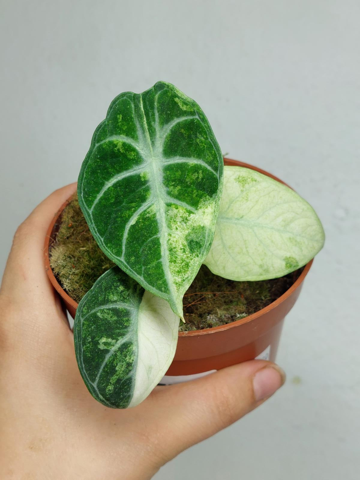 Alocasia Ninja Tricolor
