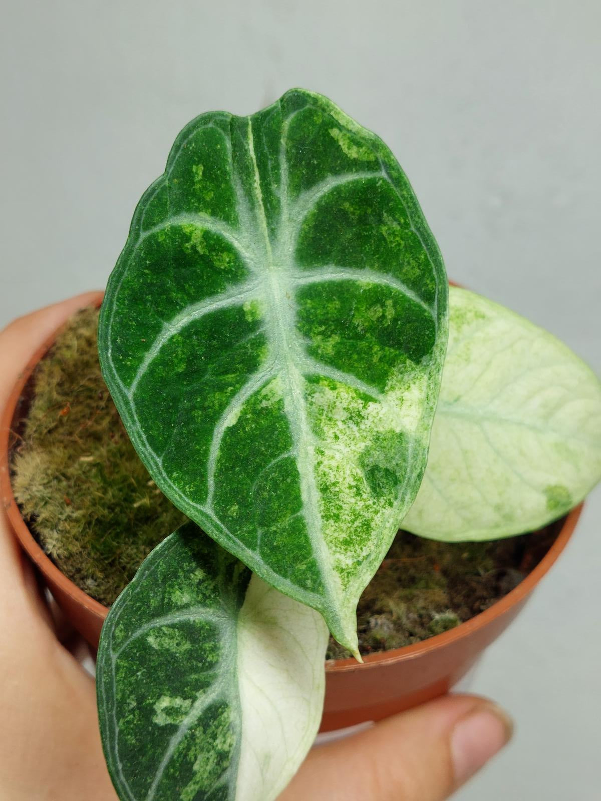 Alocasia Ninja Tricolor