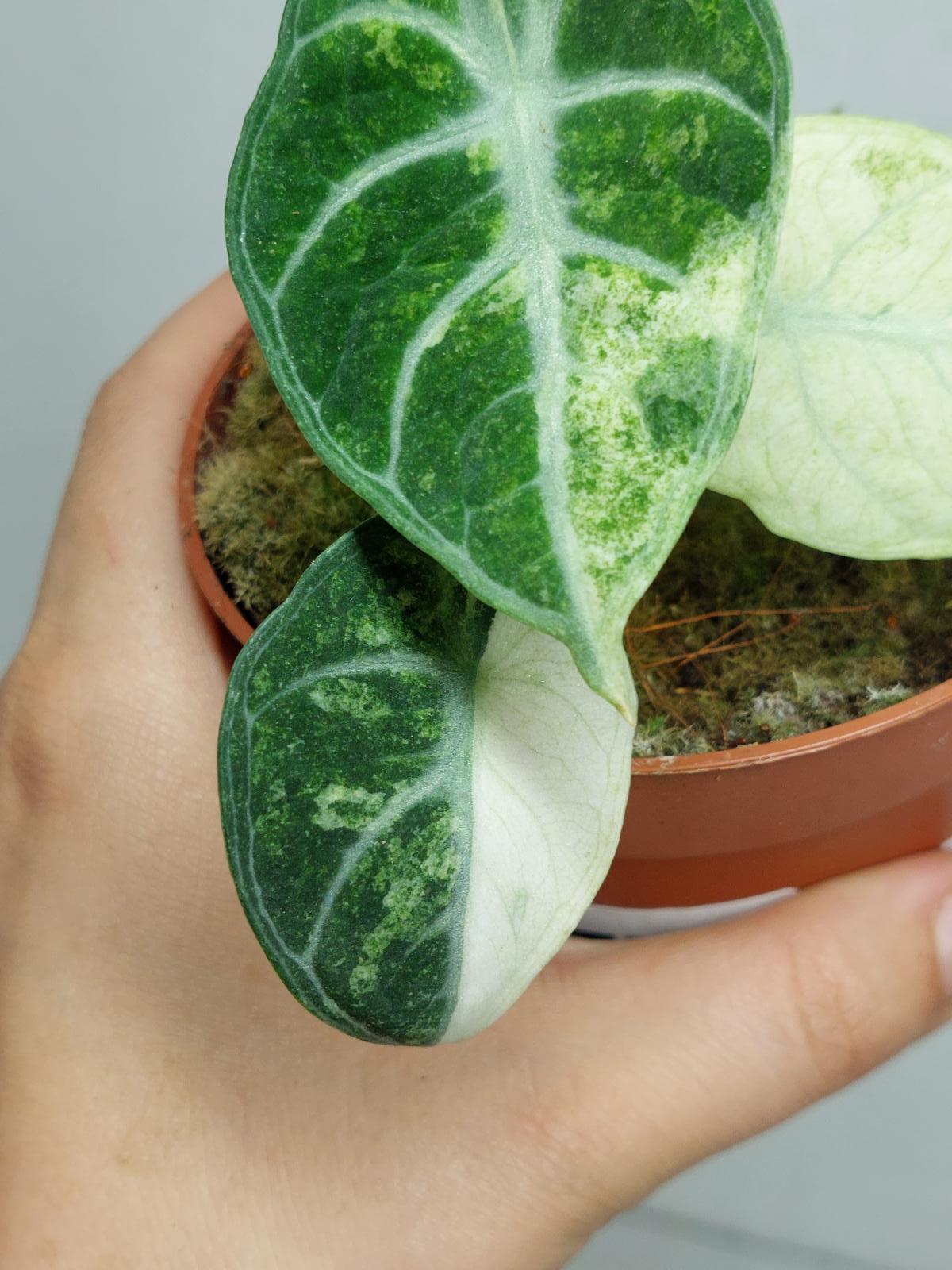 Alocasia Ninja Tricolor