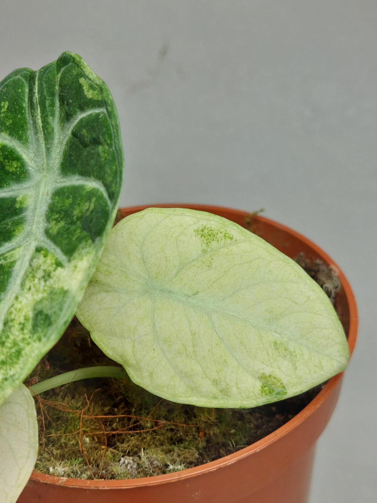 Alocasia Ninja Tricolor