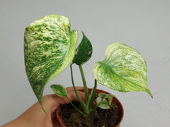 Monstera Mint Tricolor