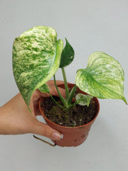 Monstera Mint Tricolor