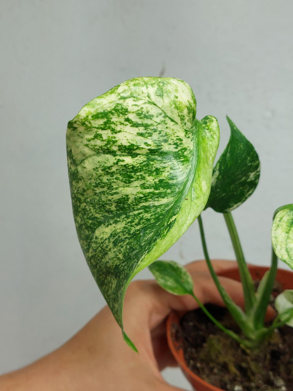 Monstera Mint Tricolor