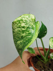 Monstera Mint Tricolor