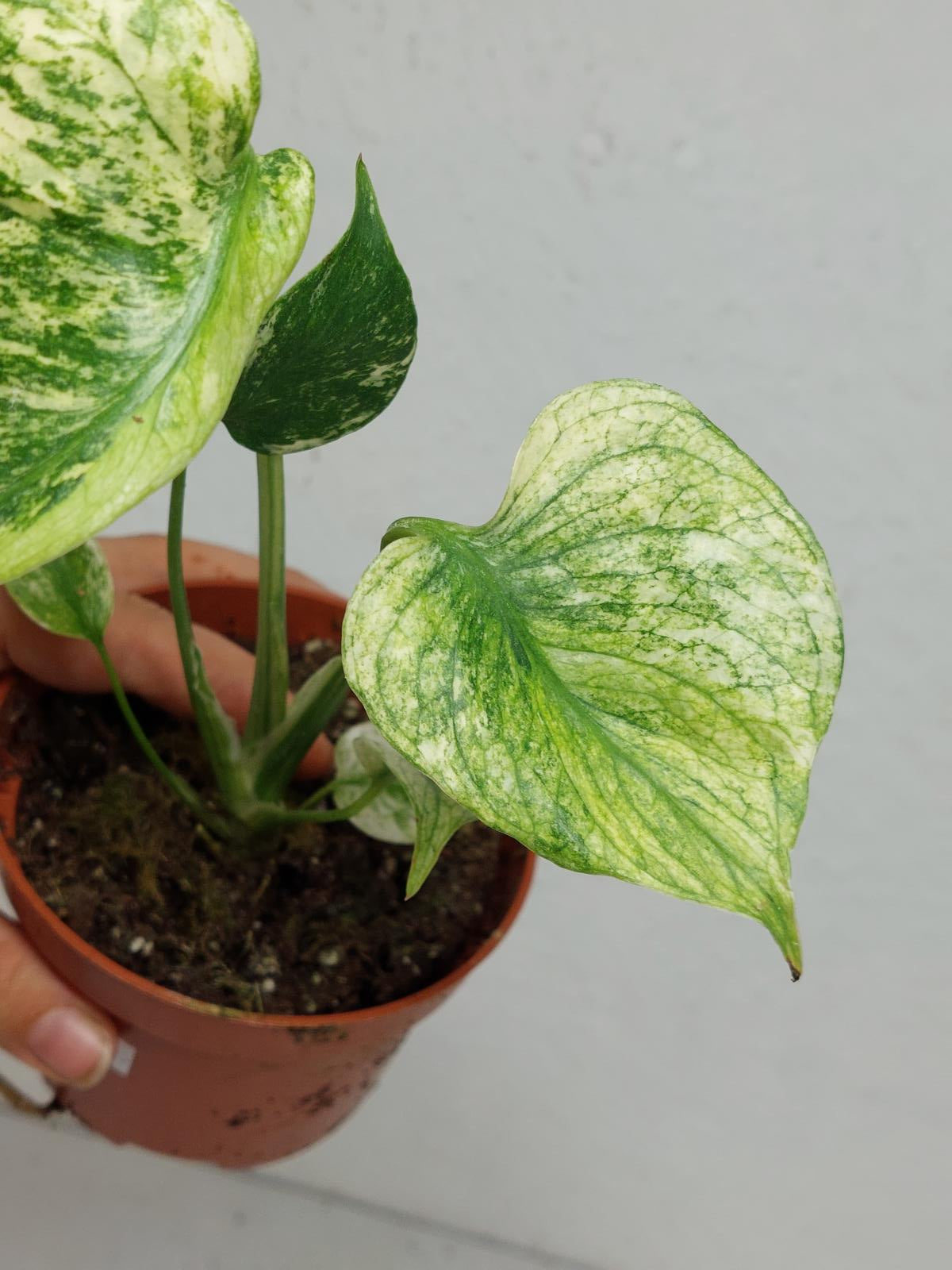 Monstera Mint Tricolor