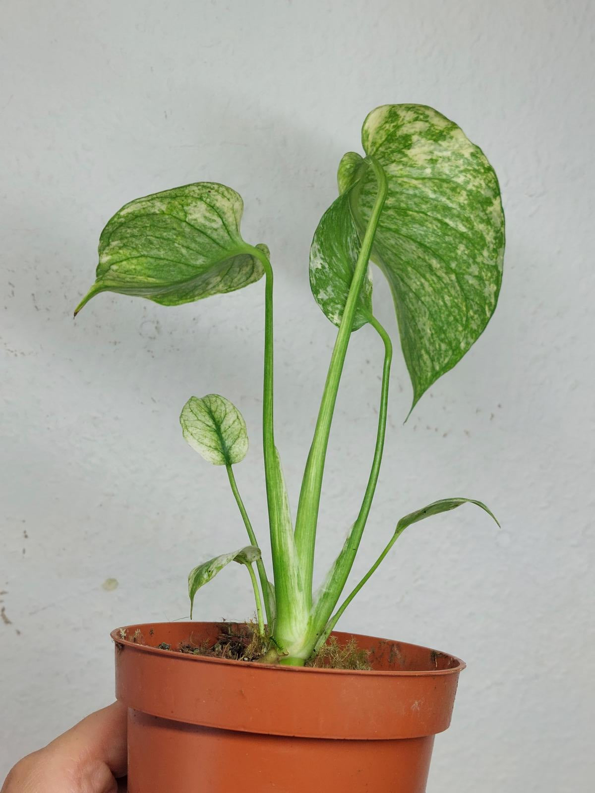 Monstera Mint Tricolor