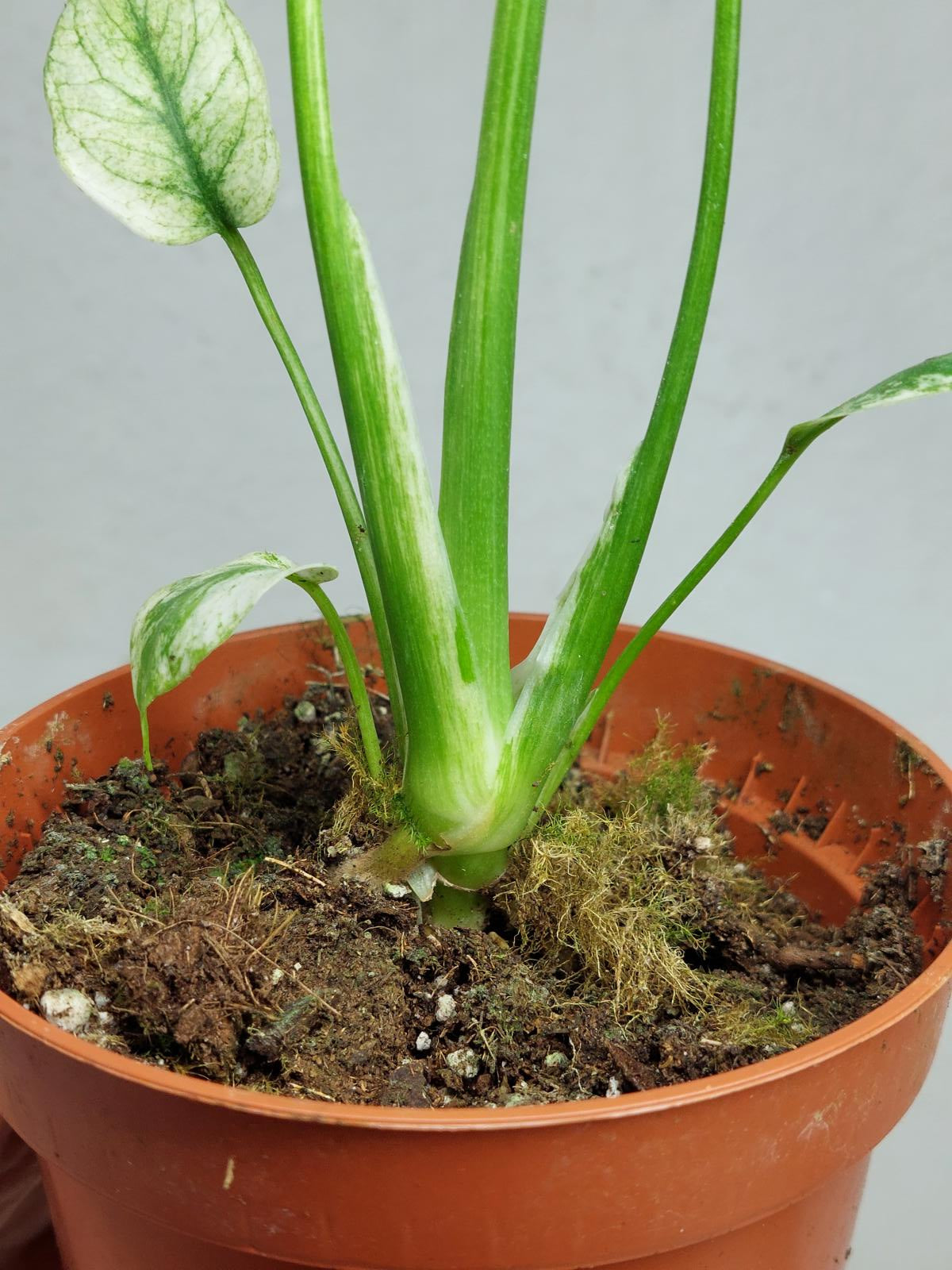 Monstera Mint Tricolor