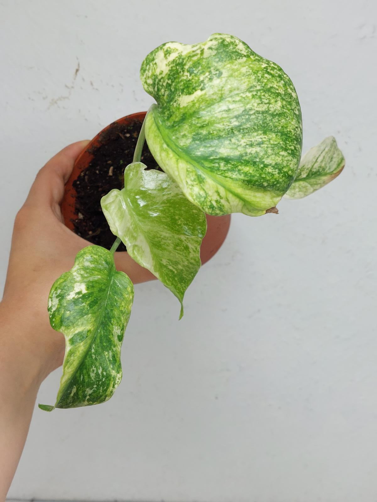 Monstera Mint Tricolor
