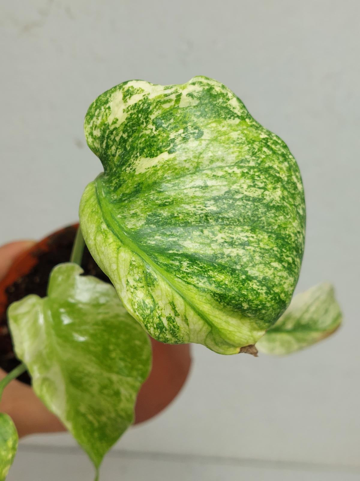 Monstera Mint Tricolor