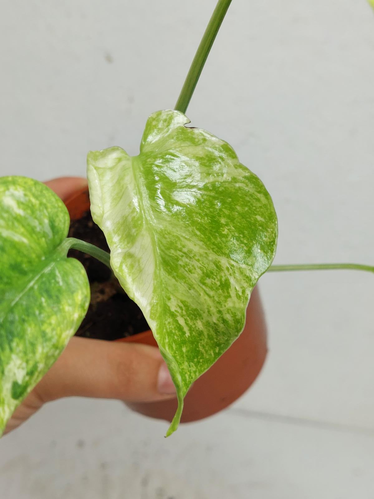 Monstera Mint Tricolor