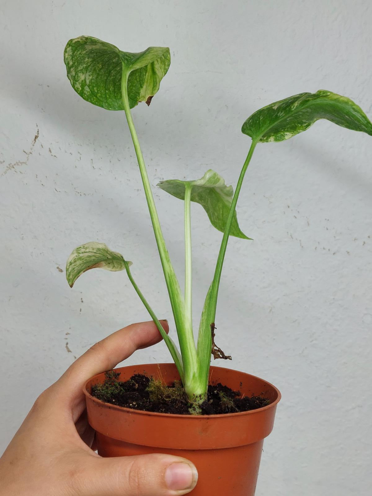 Monstera Mint Tricolor