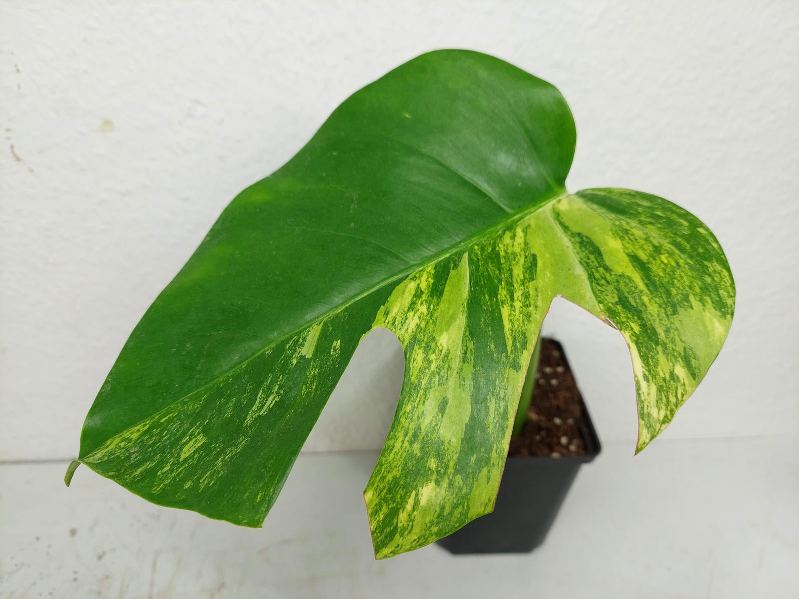 Monstera Aurea Stecklinge