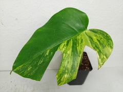 Monstera Aurea Stecklinge