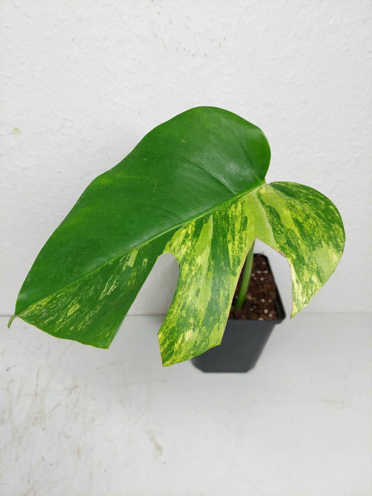Monstera Aurea Stecklinge
