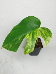 Monstera Aurea Stecklinge