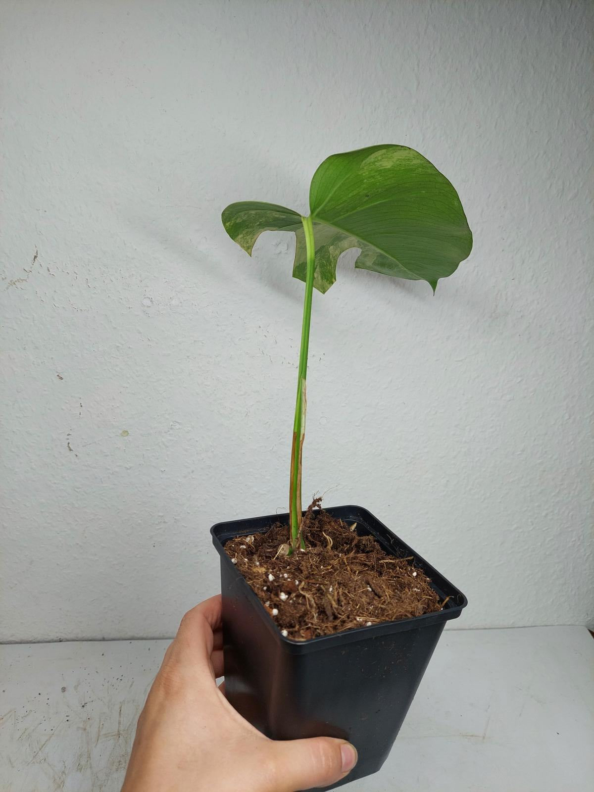 Monstera Aurea Stecklinge
