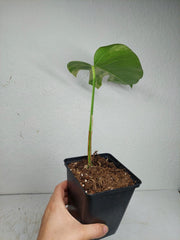 Monstera Aurea Stecklinge