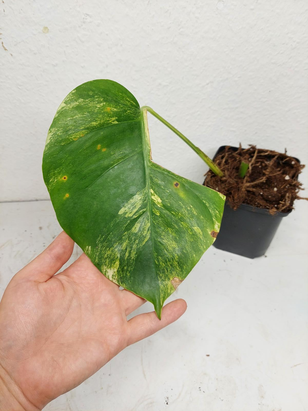 Monstera Aurea Stecklinge