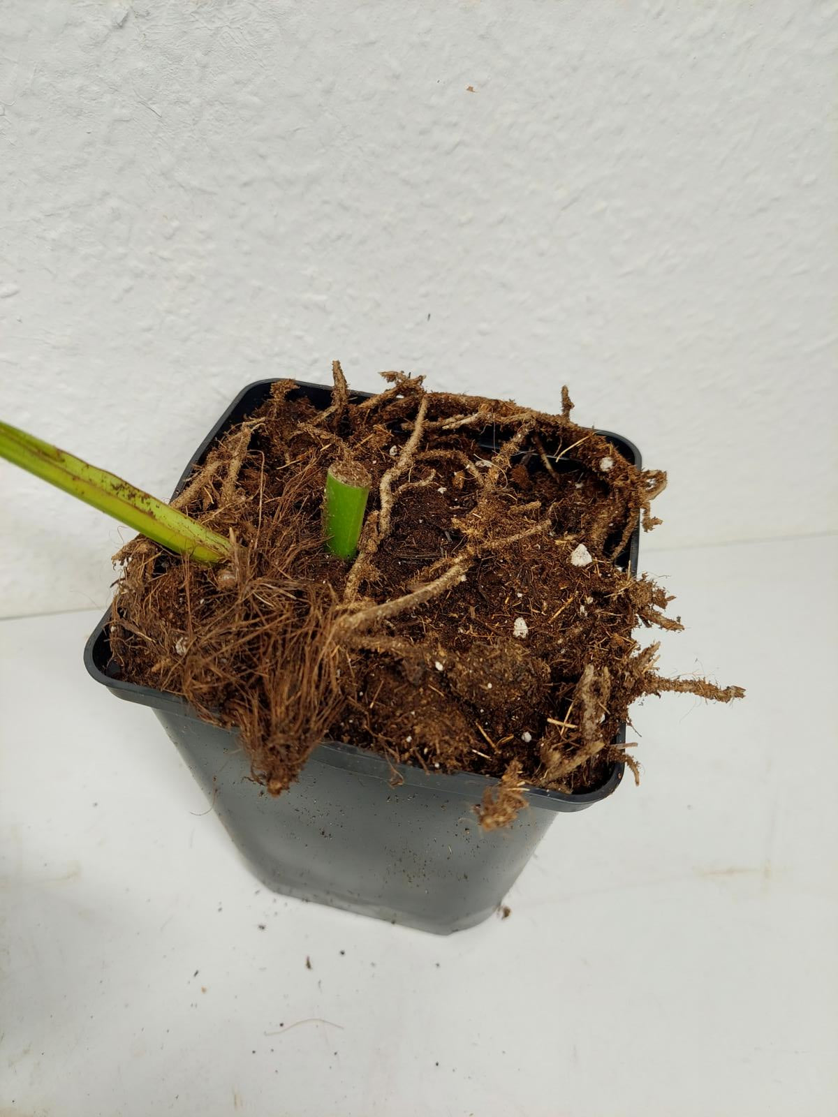 Monstera Aurea Stecklinge