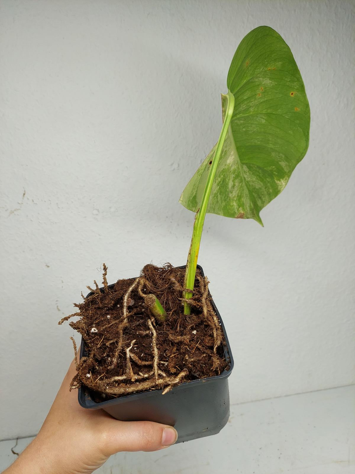 Monstera Aurea Stecklinge
