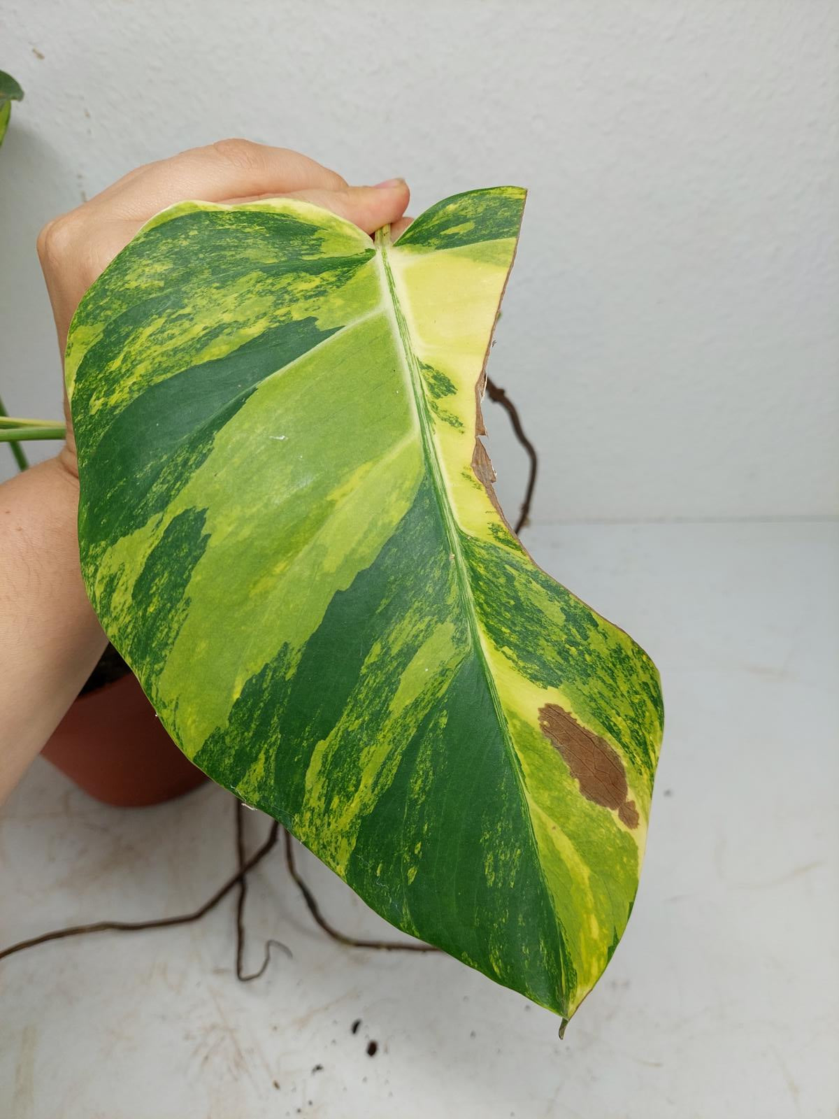 Monstera Aurea Stecklinge