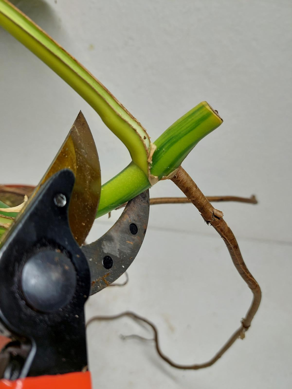 Monstera Aurea Stecklinge