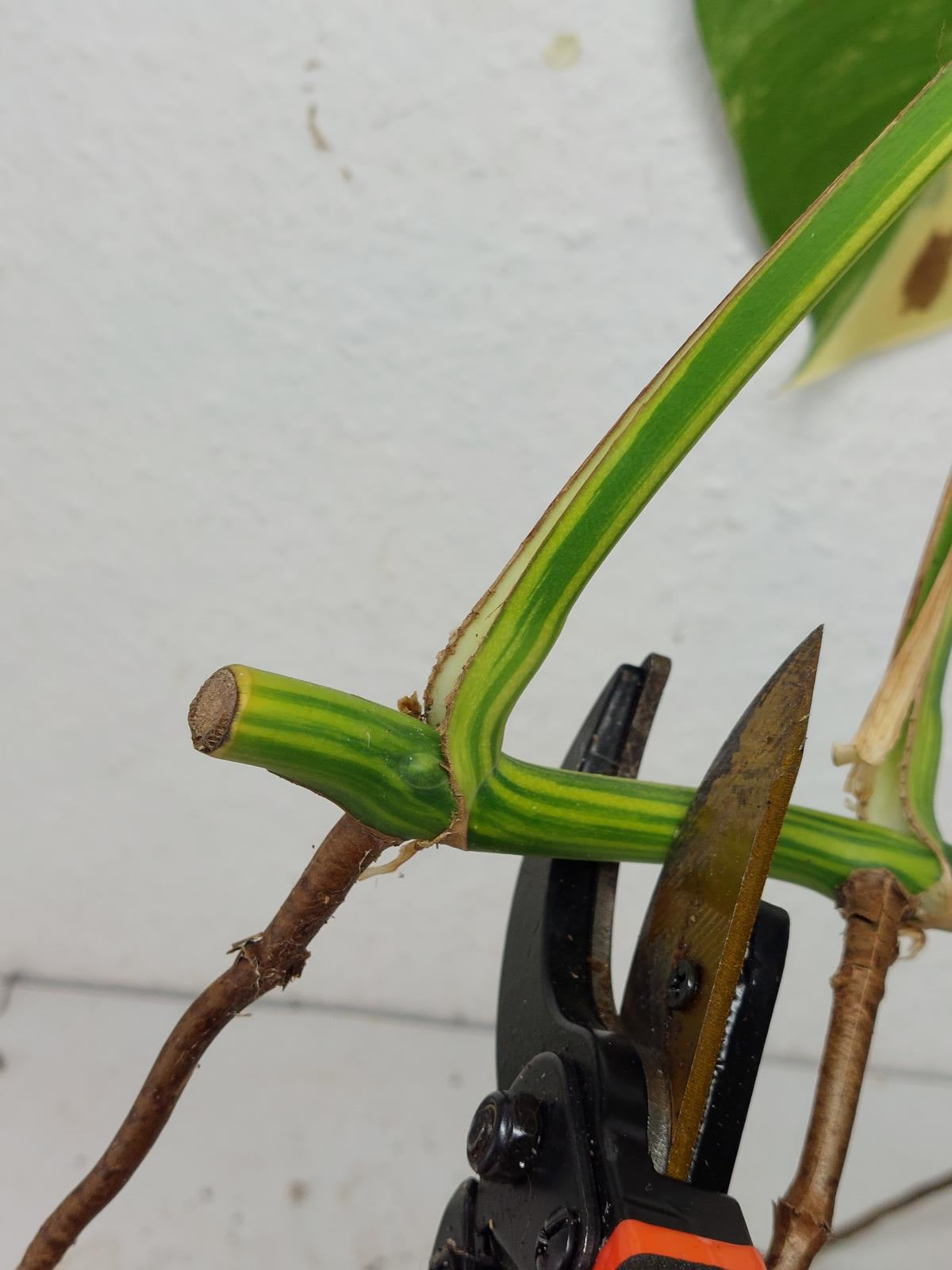 Monstera Aurea Stecklinge