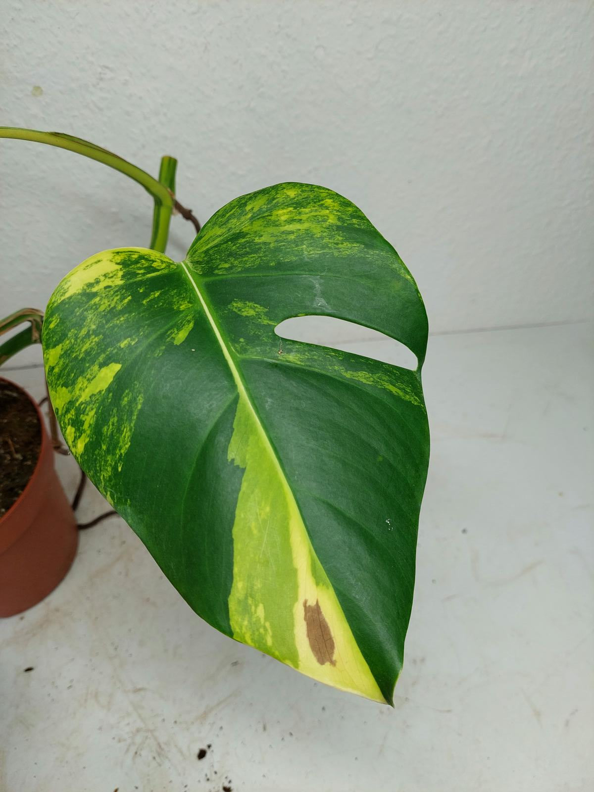 Monstera Aurea Stecklinge