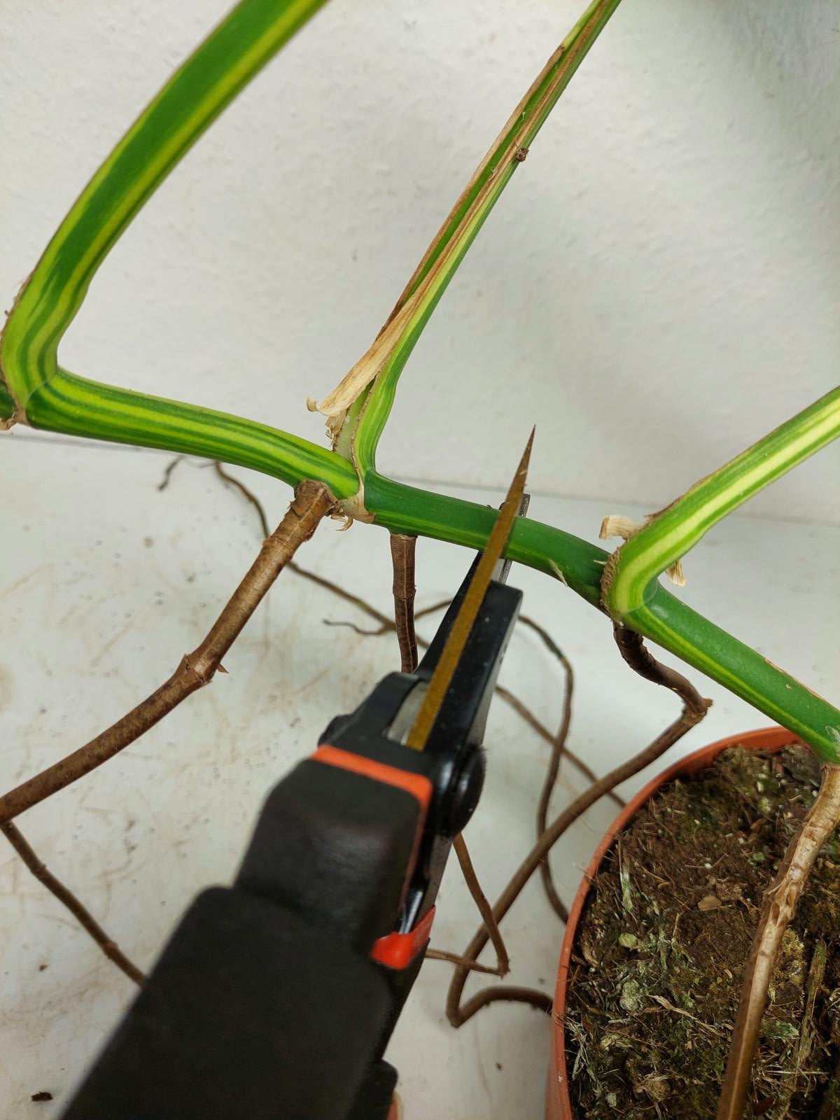 Monstera Aurea Stecklinge