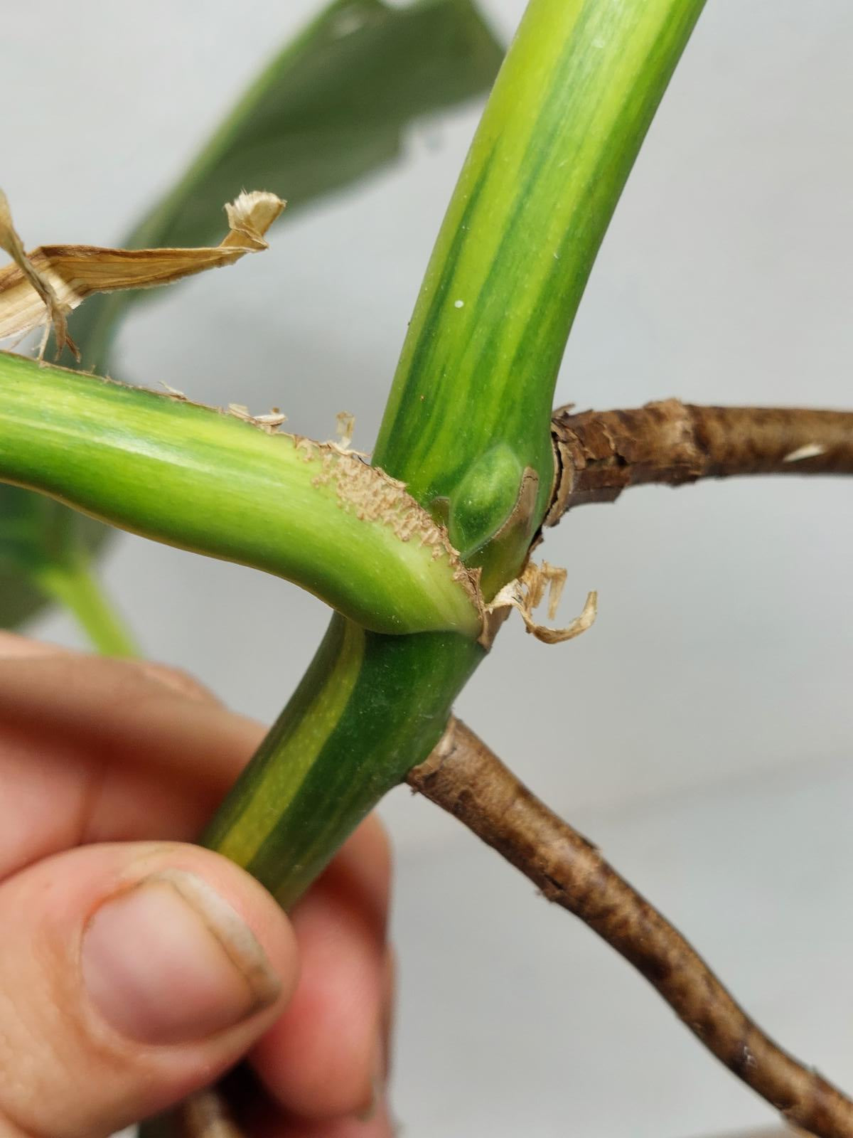Monstera Aurea Stecklinge