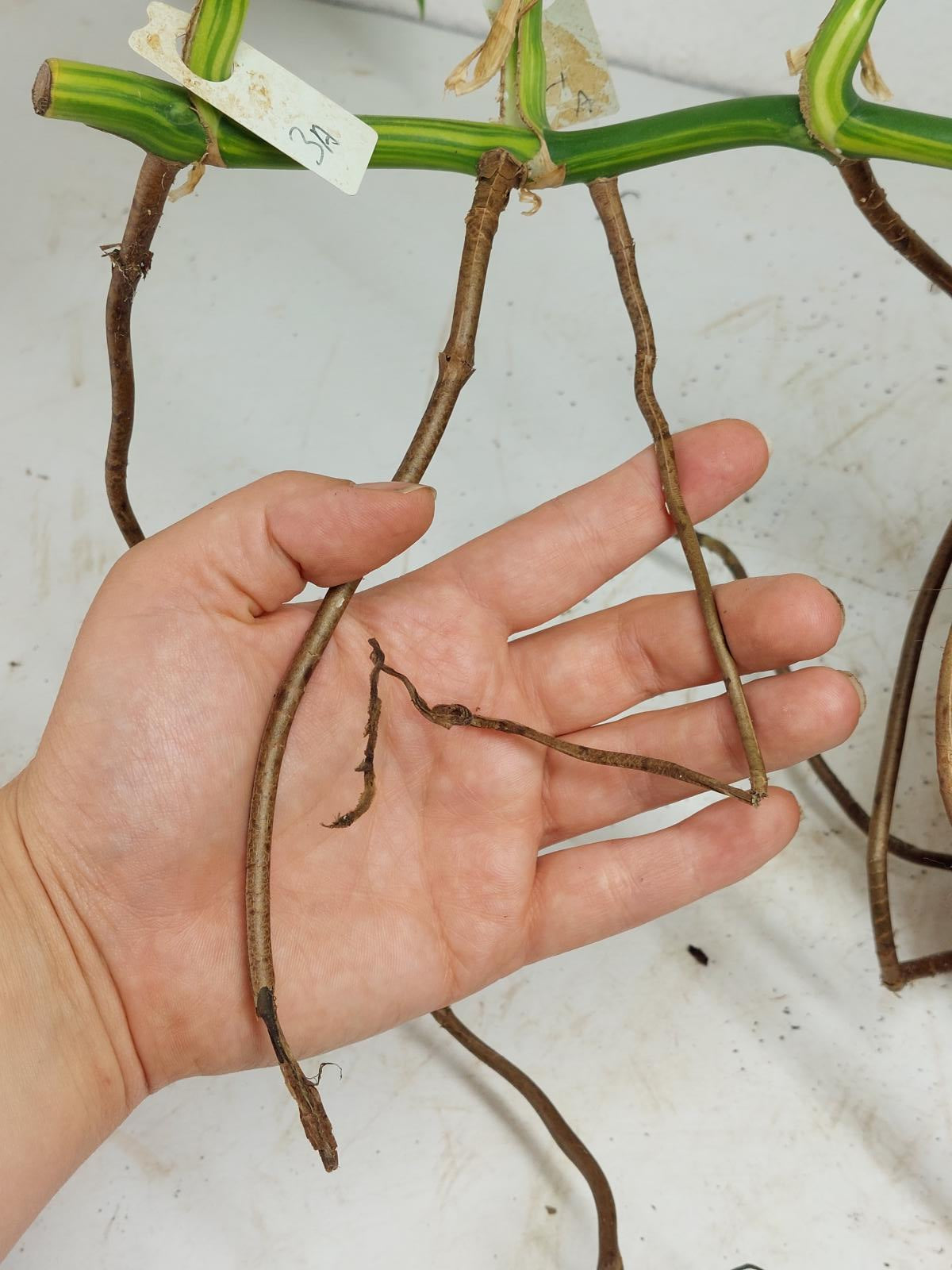 Monstera Aurea Stecklinge