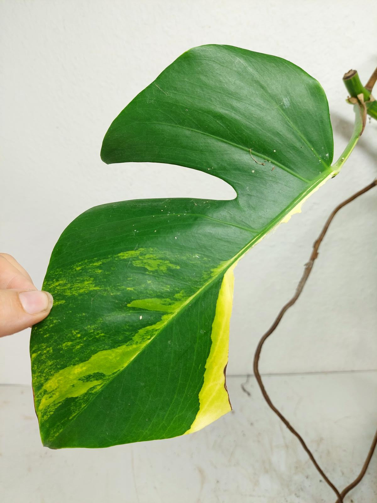 Monstera Aurea Stecklinge